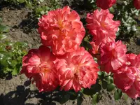 P1130248Apple Blossum.webp