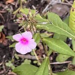 23D37D29-38C6-4878-A2E0-BE61D64B88CC.jpeg