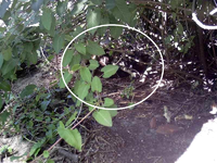 PICT0038.JPG