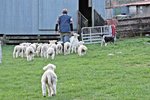 IMG_0097 - Copy.JPG