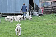 IMG_0097 - Copy.webp