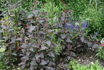 Rote Melde 0221.JPG