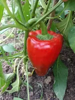 IMG_20220916_161756.webp