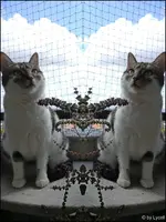 c030.webp