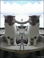 c031.webp