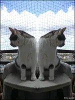 c032.webp