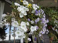 c036.webp