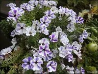 c037.webp