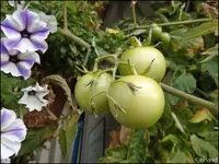 c039.webp