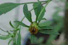 Gelber Korbblütler 2.jpg