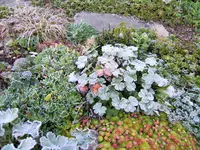 DSCF3156 (2).webp