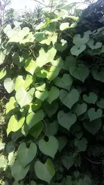Winde.webp