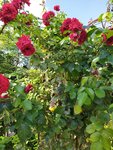 IMG_20220911_130310.jpg