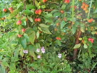 DSCF3142 (2).JPG