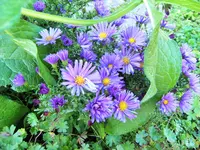 DSCF3152 (2).webp