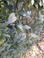 IMG_20220923_151726107.webp
