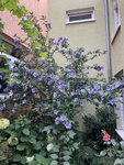 08DAF889-BB3E-4BDE-9335-7CCFD42B0DD1.jpeg