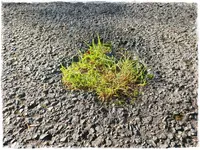 Herbstschnipsel 10.webp