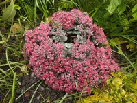DSCF5271 (2).webp