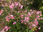 DSCF5273.JPG