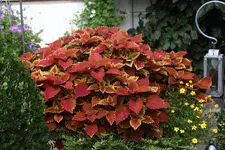 Buntnessel  2722.webp