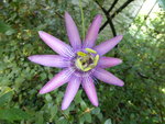 P1130981Passionsblume Stars of Clevedon.JPG