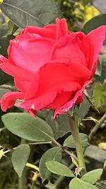 7CC5D223-7E6C-4D30-8182-55C9E6F1F20A.jpeg