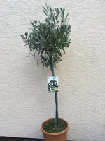 IMG_0328 (1).webp