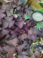 IMG_20220927_095900_3.webp