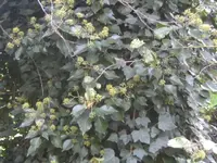BILD0494.webp