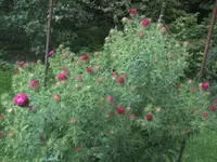 BILD0516.webp