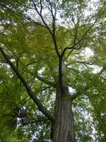P1090275Kuchenbaum.webp