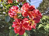20220616_112916.webp