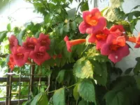 BILD0137.webp
