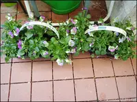 c046.webp