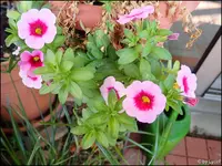 c055.webp
