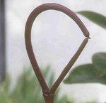 Dipladenia_Detail_3.jpg