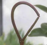 Dipladenia_Detail_3.jpg