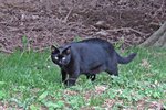 IMG_0662 - Copy.JPG