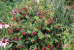 Winterharte Fuchsie0922.JPG