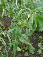 20220628_201256.webp