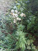 IMG_20220911_191228.jpg