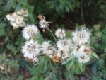 IMG_20220911_191303.jpg