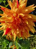 IMG_20221002_161508.webp