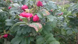 DSC_0940 (7).webp