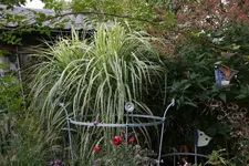 Gräser   0922.webp