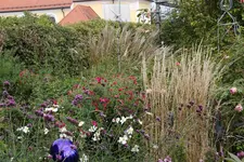 Gräser   1322.webp
