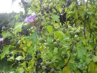 Hibiskus Samenkapseln 1.webp