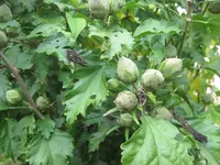 Hibiskus Samenkapseln 2.webp