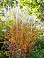 DSCF5294 (2).webp